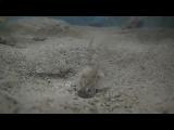 ツチフキの繁殖行動