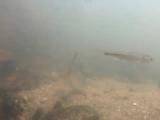 淡水魚の越冬する様子