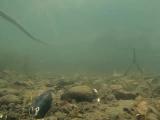 アブラボテの繁殖行動