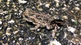 オオキベリアオゴミムシのオオヒキガエルへの摂食行動