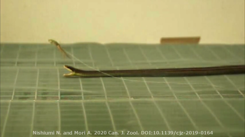 Interaction of a predator snake and a prey frog at the initiation of capture/escape behavior