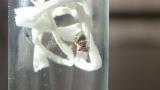 ツメナガオニグモの餌捕獲行動