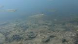 ヤリタナゴの繁殖行動