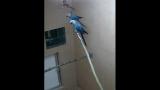 Wing-raise display Spix's Macaw