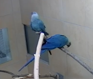 Head-tilt solidarity display