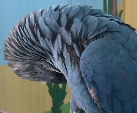 Displacement preening