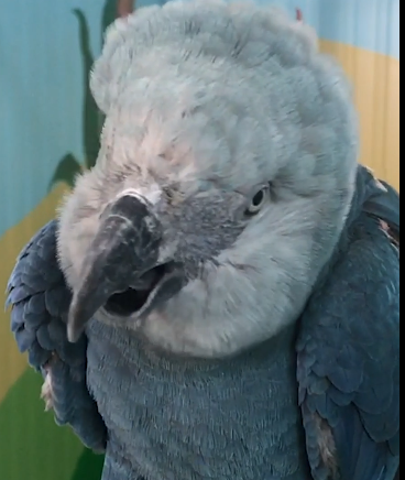 Displacement yawning