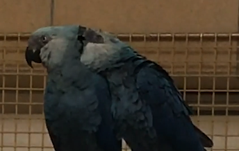 Displacement allopreening