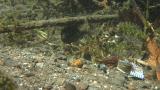 オヤニラミの卵保護