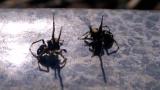 シラホシコゲチャハエトリの雄間闘争