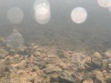 カワヒガイの繁殖行動