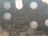 カワヒガイの繁殖行動