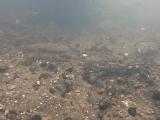 ヤリタナゴの繁殖行動