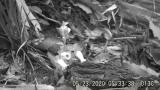 ギンリョウソウを訪花するトラマルハナバチ女王（05:33）
