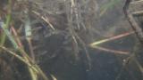 カネヒラ稚魚の群れ行動
