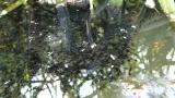 カムルチー稚魚の群れ行動