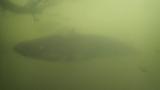 ビワコオオナマズの遊泳