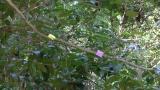 Japanese tit attacking defended prey and displaying disgust