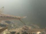 カネヒラの繁殖行動