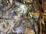 アシナガコオロギヒキガエル（Ansonia leptopus）の捕食者への反応と思われる行動