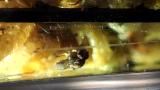 オガタモリヒメグモの捕食行動(1)