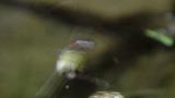 ムナアカナルコグモの捕食行動(2)