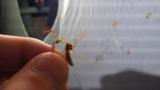 キカマキリモドキの防御行動