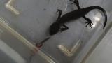 スカシヒロバカゲロウ幼虫のアカハライモリ成体に対する捕食回避行動