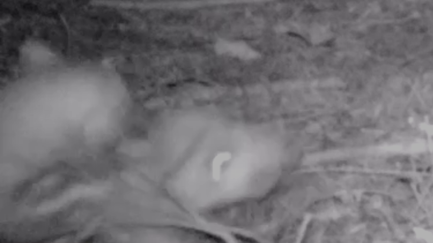 ニホンテンによるイノシシ幼獣の捕獲