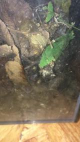 モエギザトウムシの産卵シーン