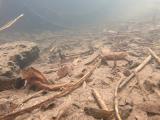 ヤリタナゴの繁殖行動