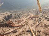 ヤリタナゴの繁殖行動