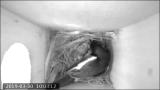ESM Video S1. A male Oriental Magpie Robin entered the nest box and started killing nestlings.