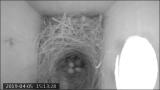 ESM Video S2. A male Oriental Magpie Robin entered the nest box and threw the nestling out of the nest by using his beak.