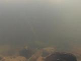 タイリクバラタナゴの産卵行動