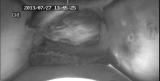 ムササビの出産行動