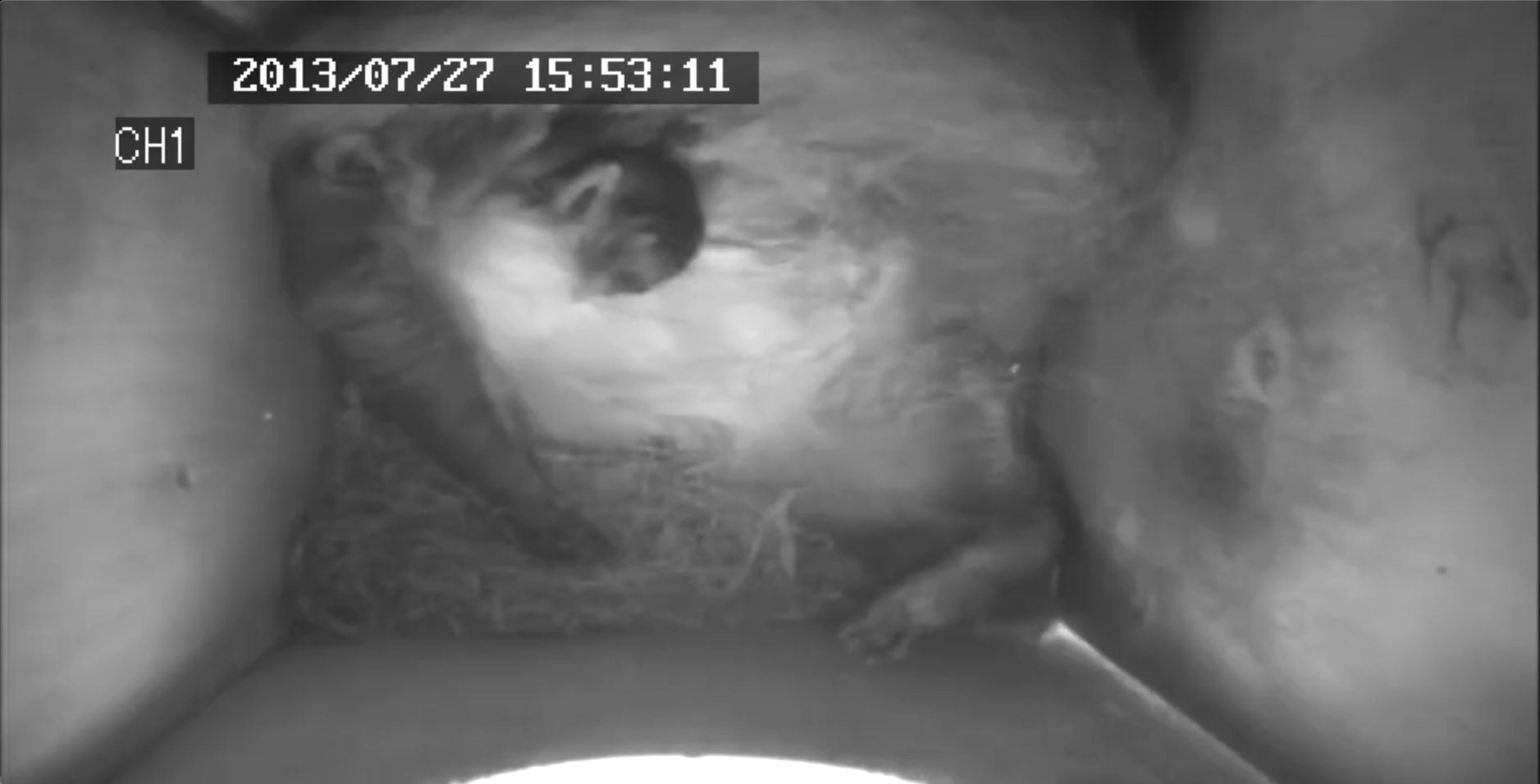 ムササビの仔育て　０日齢　這う仔