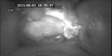 ムササビの仔育て　長い授乳期間