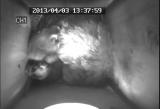 ムササビの仔の行動発達「よじ登る」