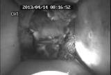 ムササビの仔の行動発達「じゃれあい」