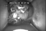 ムササビの仔の行動発達「ジャンプ」