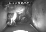 ムササビの仔の行動発達「伸び上がる」