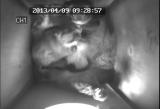 ムササビの仔の行動発達「後肢を外転させる」