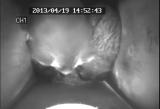 ムササビの仔の行動発達「バランスをとる」