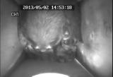 ムササビの仔の行動発達「飛膜グルーミング」