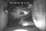 ムササビの仔の行動発達 「口を舐める」