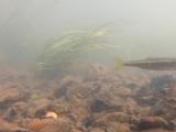カネヒラの繁殖行動