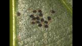 捕食性アザミウマを攻撃するハダニ