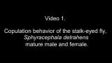 Video 1. Copulation behavior of the stalk-eyed fly, Sphyracephala detrahens mature male and female.