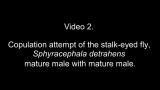 Video 2. Copulation attempt of the stalk-eyed fly, Sphyracephala detrahens: mature male with mature male.